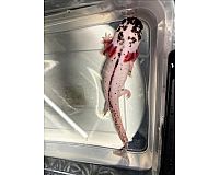 Axolotl Dalmatiner / Harlekin Weibchen 28cm 
