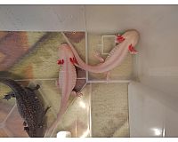 Adulte Axolotl (Männliche Albino) abzugeben in 34323 Malsfeld 