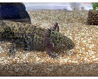 Junge Axolotl "Teenager" ca. 13cm groß abzugeben