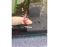 Axolotl  mit Aquarium 