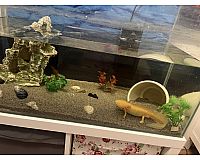 Axolotl Gelb Gold 2 mit Aquarium 100 Liter