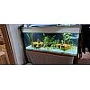 Axolotl mit 468 Liter aquarium zu verkaufen 
