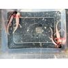 Axolotl Jungtiere BD negativ Mela-ax Copper / extrem Harlekin / Ghost / Dalmatiner 