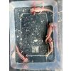 Axolotl Dalmatiner Nachzuchzen (Harlekin)