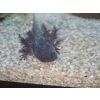 Axolotl aus eigener Nachzucht 