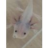 Axolotl-Nachwuchs abzugeben 