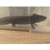 Axolotl Männchen sucht neues Zuhause