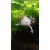 Axolotl Nachwuchs Weißlinge abzugeben 