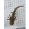 Bd freie Axolotl Jungtiere abzugeben