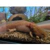 Axolotl Weibchen Copper 