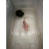 Biete Axolotl Nachwuchs (7 Stück)