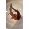 Junge Axolotl
