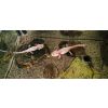 5 Axolotl suchen ein neues Zuhause 