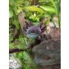 Axolotl Nachwuchs