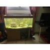 Axolotl mit 300l Aquarium 