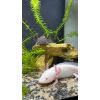 Axolotl abzugeben (inklusive Aquarium+Pumpe)