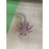 Axolotl Jungtiere 10 - 12 cm / Wildling / Goldalbino / Weißlinge kostenfrei abzugeben 