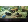 Axolotl mit Aquarium 