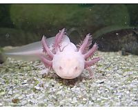 Axolotl Jungtiere