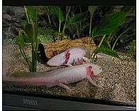 2 Axolotl Pärchen 