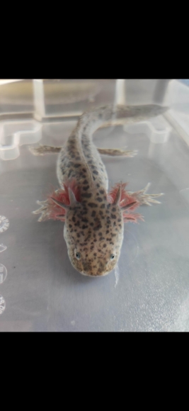 Axolotl verschiedene Farbschläge